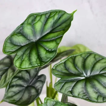 Sazenice Alocasia Dragon Scale