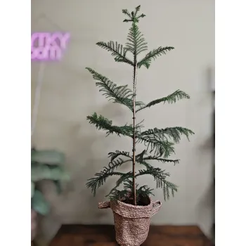 Araucaria Heterophylla, blahočet - vánoční stromeček