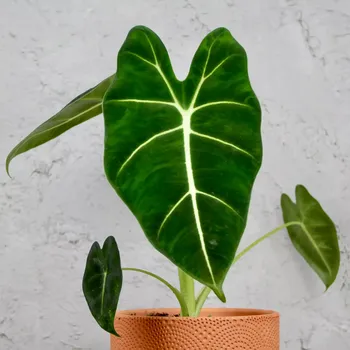 Sazenice Alocasia Frydek