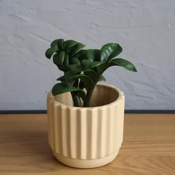 Sazenice Zamioculcas Zenzi baby