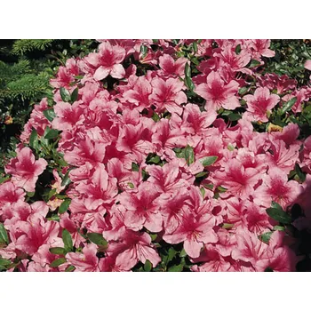 Sazenice Japonská azalka 'Chippewa' Balení: kontejner p9