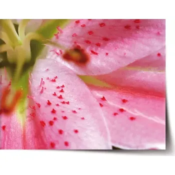 Plakát Sablio Plakát Květ lilie - 60x40 cm