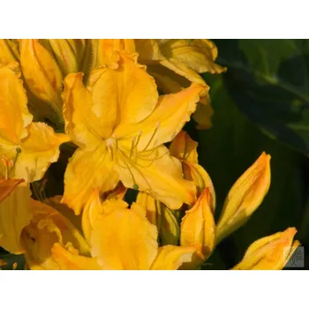 Sazenice Azalka 'Golden Lights' Balení: kontejner p9