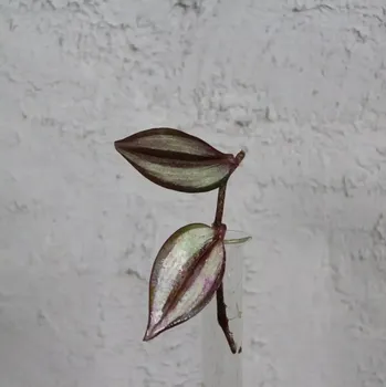 Sazenice Tradescantia Zebra řízek