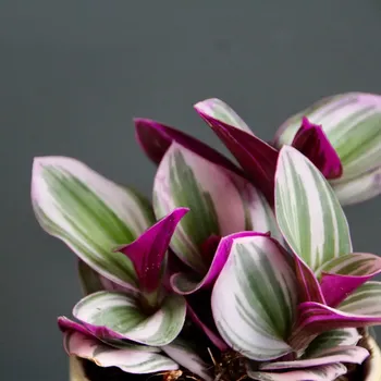 Sazenice Tradescantia Albiflora Nanouk