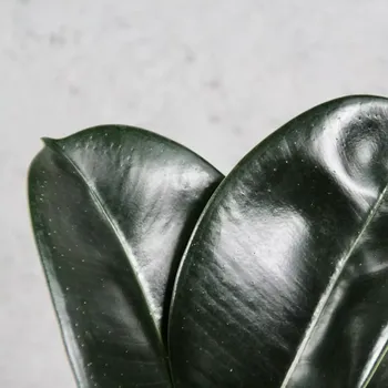 Sazenice Ficus Elastica Sofia