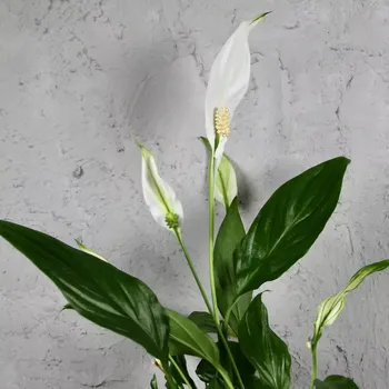 Sazenice Spathiphyllum Lopatkovec Pearl Cupido