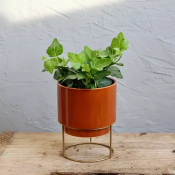 Sazenice Hedera Helix Břečťan Wonder baby