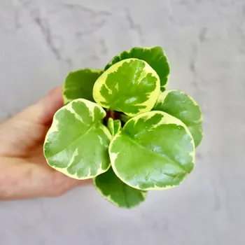 Sazenice Peperomia Obtusifolia Variegata baby