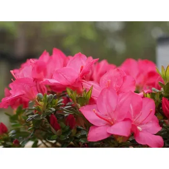 Sazenice Japonská azalka 'Anouk' Balení: kontejner p9