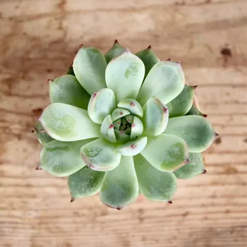 Sazenice Echeveria Minima baby