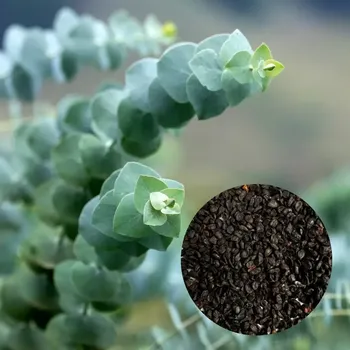 Semeno Semena Eucalyptus pulverulenta Baby blue 5 ks
