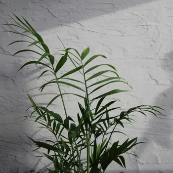 Sazenice Chamaedorea Elegans