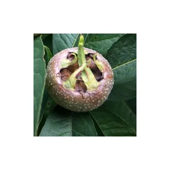 Sazenice Mespilus germanica ´Bredase Reus´ - mišpule německá