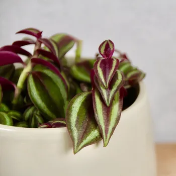 Sazenice Tradescantia purple passion baby