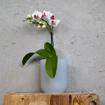 Květináč Elho plastový květináč Vibes Fold Orchid transparentný Ø 13 cm