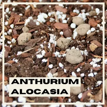 Substrát Rostlinkovo substrát Anthurium & Alocasia 1 litr