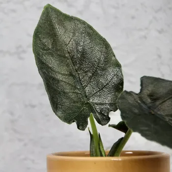 Sazenice Alocasia Antoro velvet baby