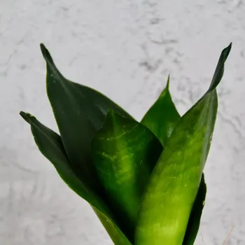 Sazenice Sansevieria Tchynin jazyk Trifasciata Hahnii Green baby