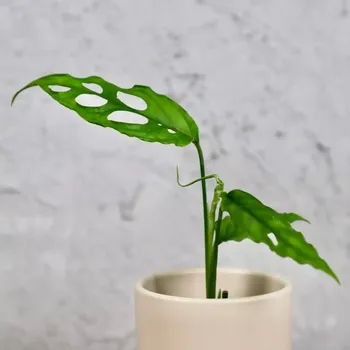 Sazenice Monstera Obliqua Peru baby
