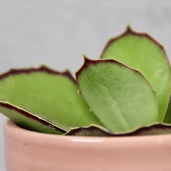 Sazenice Kalanchoe Synsepala