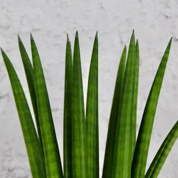 Sazenice Sansevieria Tchynin jazyk Cylindrica