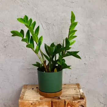 Sazenice Zamioculcas Zamiifolia