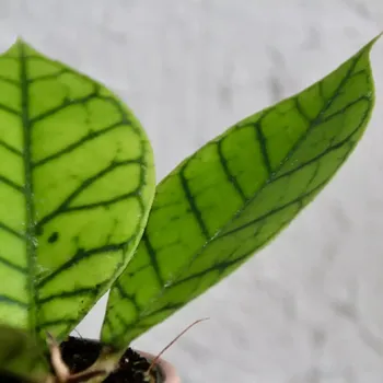 Sazenice Hoya callistophylla baby