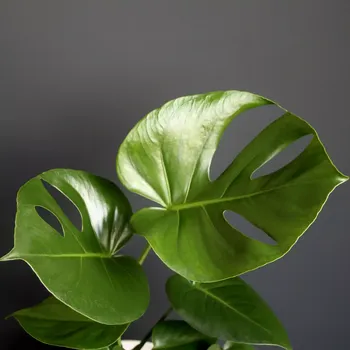 Monstera Deliciosa velká