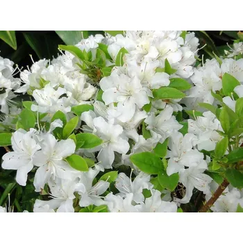 Sazenice Japonská azalka 'Luzi' Balení: kontejner C2