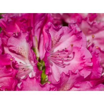 Sazenice Rododendron 'Germania' Balení: kontejner p9