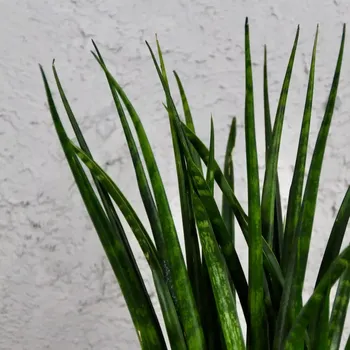 Sazenice Sansevieria Tchynin jazyk Fernwood