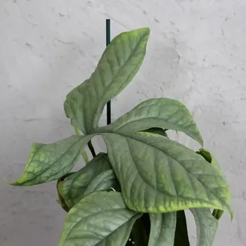 Sazenice Monstera Amydrium Medium Silver