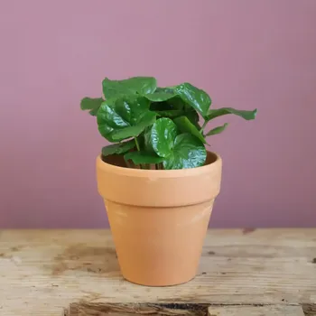 Sazenice Coffea arabica Kávovník Arabský baby