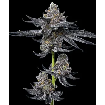 Semeno Barney's Farm LFG Balení: 1ks