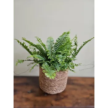 Nephrolepsis Green Moment, kapradina do vlhka (Kapradina Ledviník)