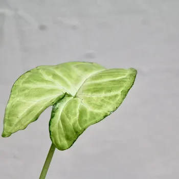 Sazenice Syngonium White Butterfly baby