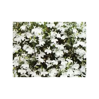 Lobelka převislá- bílá - 155B