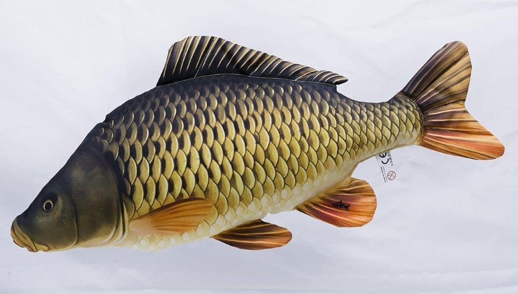Kapr obecný 64 cm