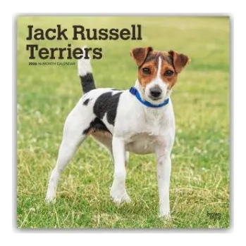 Diář Jack Russel Terriers - Jack Russel Terrier 2026 - 16-Monatskalender (EN)