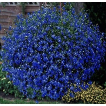 Lobelka převislá - modrá - 155M