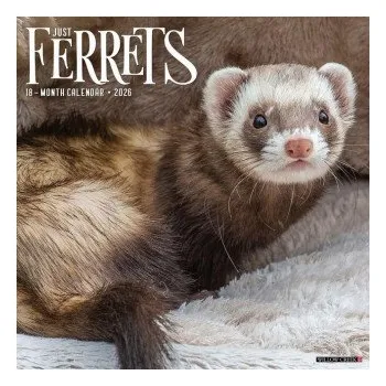 Kalendář Ferrets 2026 12 X 12 Wall Calendar (EN)