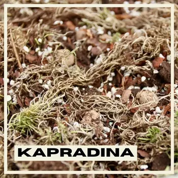 Substrát Rostlinkovo substrát Kapradiny 1 litr