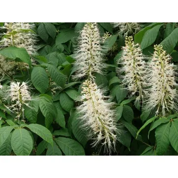 Sazenice Jírovec drobnokvětý Balení: kontejner C4, Tvar: výška 40-60 cm