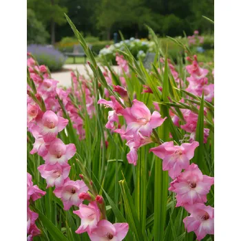 Cibulovina Mečík nanus 'Charm' 5 ks