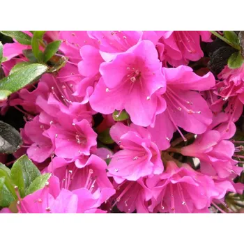 Sazenice Japonská azalka 'Geisha Purple' Balení: kontejner p9