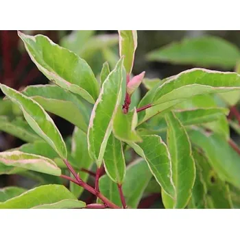 Sazenice Bobkovišeň portugalská 'Variegata' Balení: kontejner C4, Tvar: výška 40-60cm