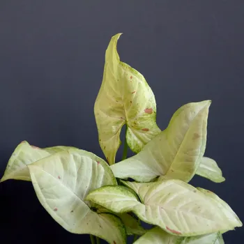 Sazenice Syngonium Milk Confetti