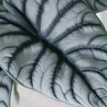 Sazenice Alocasia Silver Dragon baby