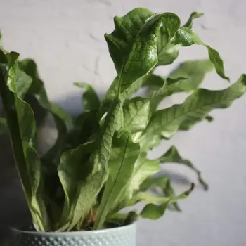 Sazenice Microsorum musifolium Crocodyllus